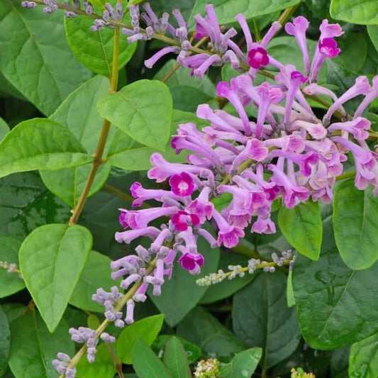 Bees Plant Hub Buddleja Davidii / Summer Lilac Flowering Live Plant