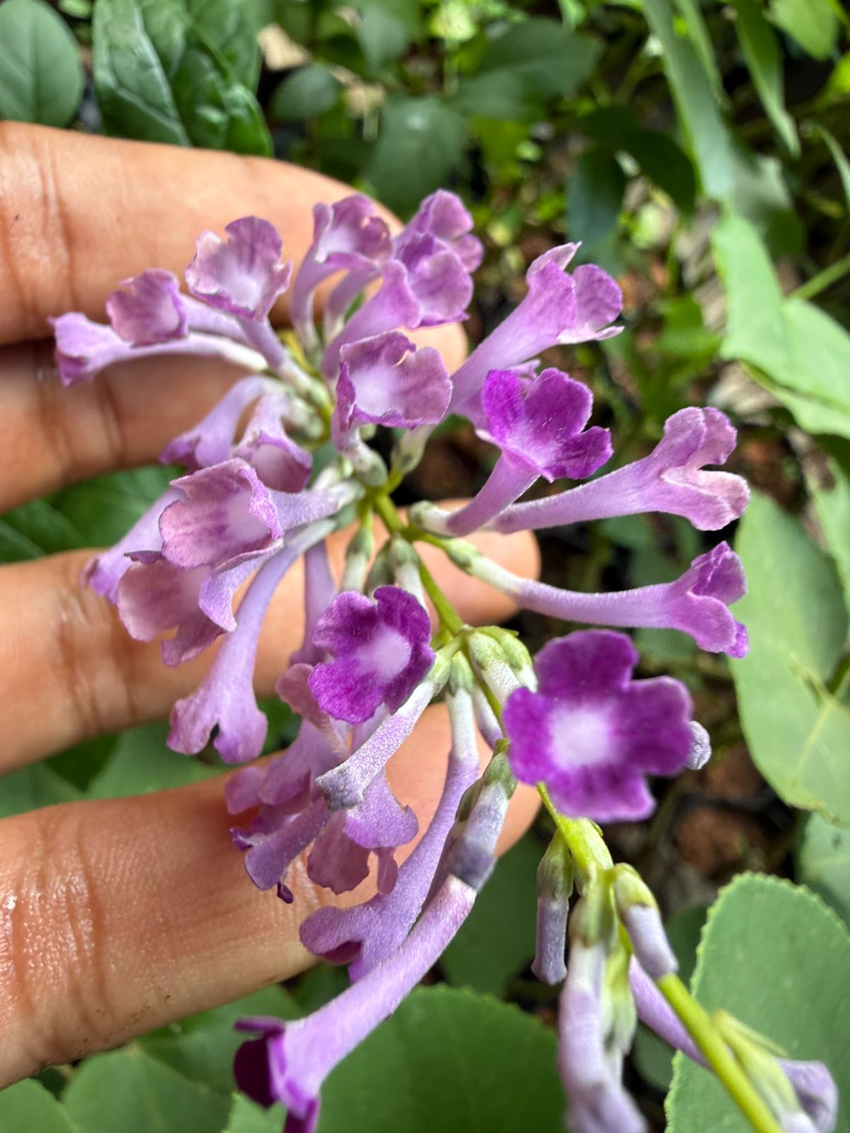 Bees Plant Hub Buddleja Davidii / Summer Lilac Flowering Live Plant