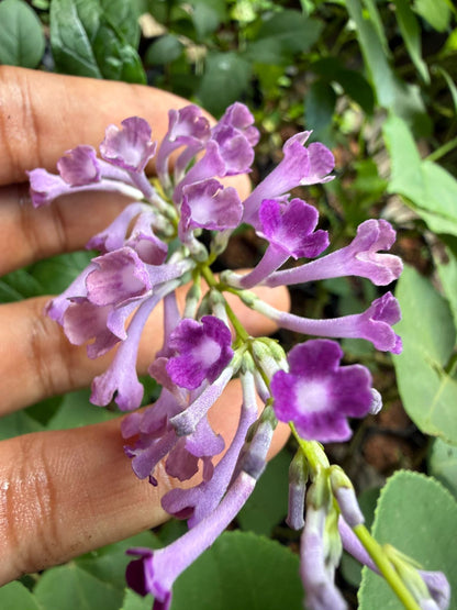 Bees Plant Hub Buddleja Davidii / Summer Lilac Flowering Live Plant