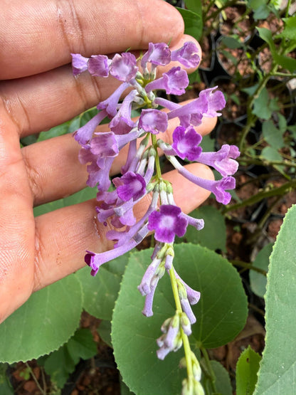 Bees Plant Hub Buddleja Davidii / Summer Lilac Flowering Live Plant