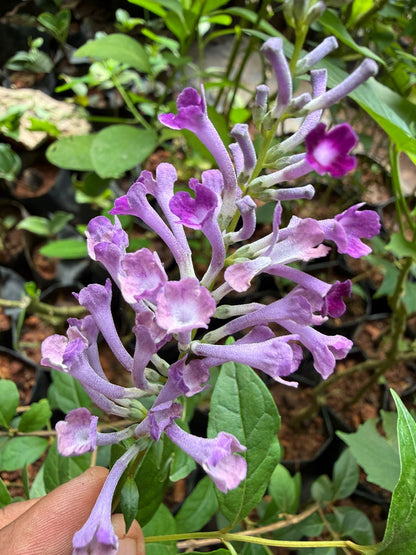 Bees Plant Hub Buddleja Davidii / Summer Lilac Flowering Live Plant