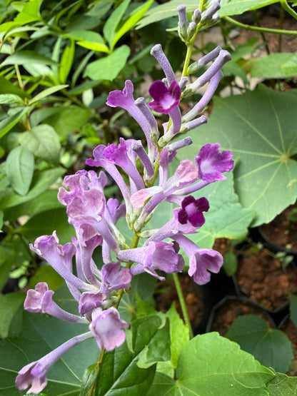 Bees Plant Hub Buddleja Davidii / Summer Lilac Flowering Live Plant