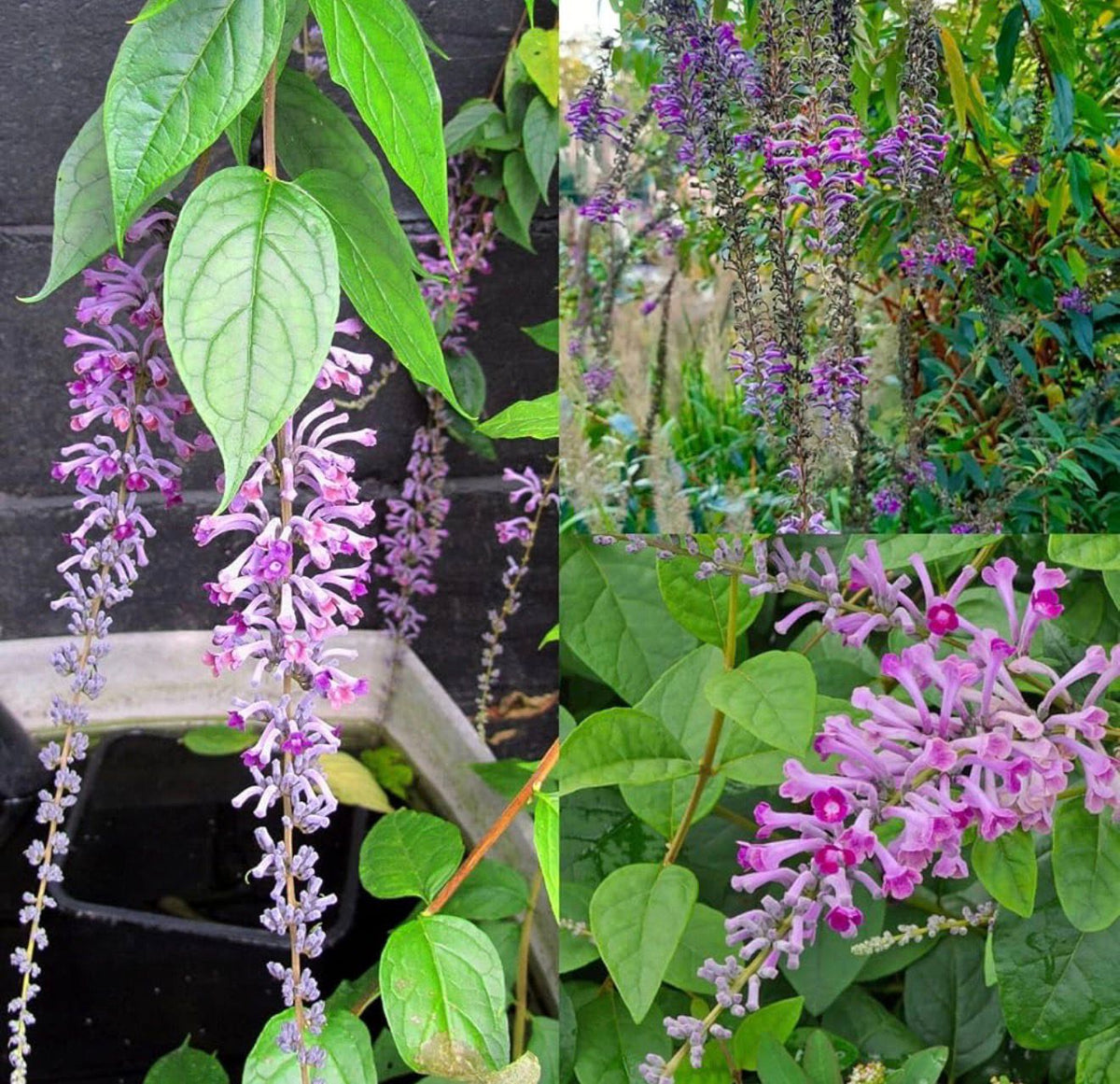 Bees Plant Hub Buddleja Davidii / Summer Lilac Flowering Live Plant