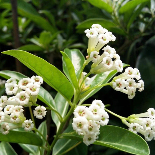 Bees Plant Hub Day Queen Jasmine White / Din ka Raja (Cestrum diurnum) Flowering Live Plant