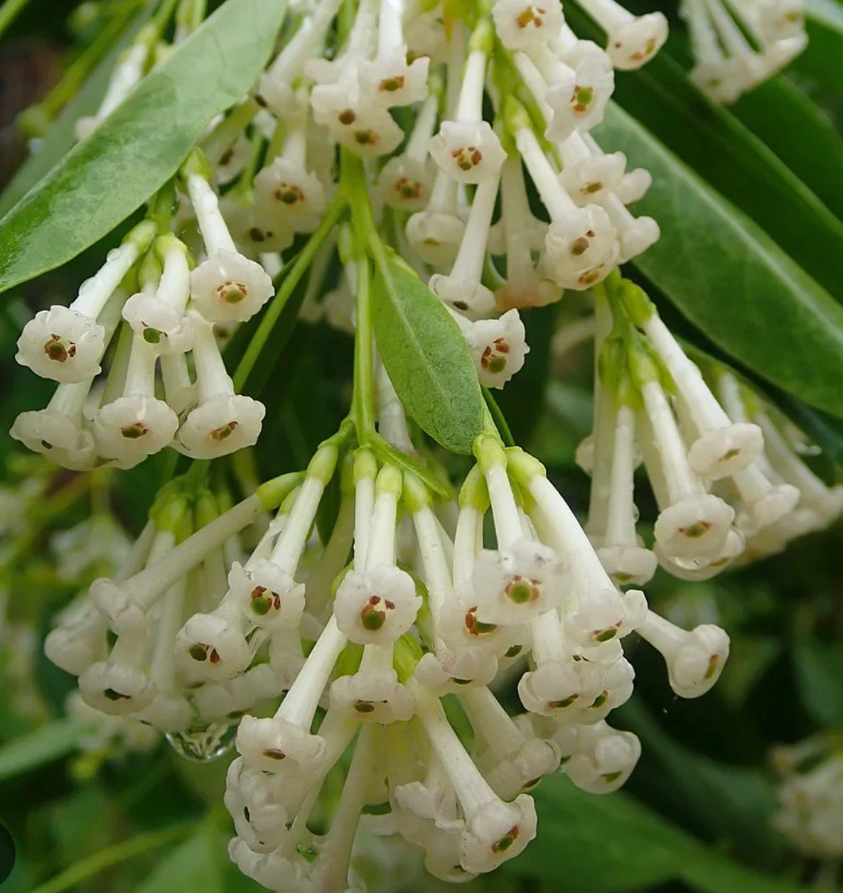 Bees Plant Hub Day Queen Jasmine White / Din ka Raja (Cestrum diurnum) Flowering Live Plant