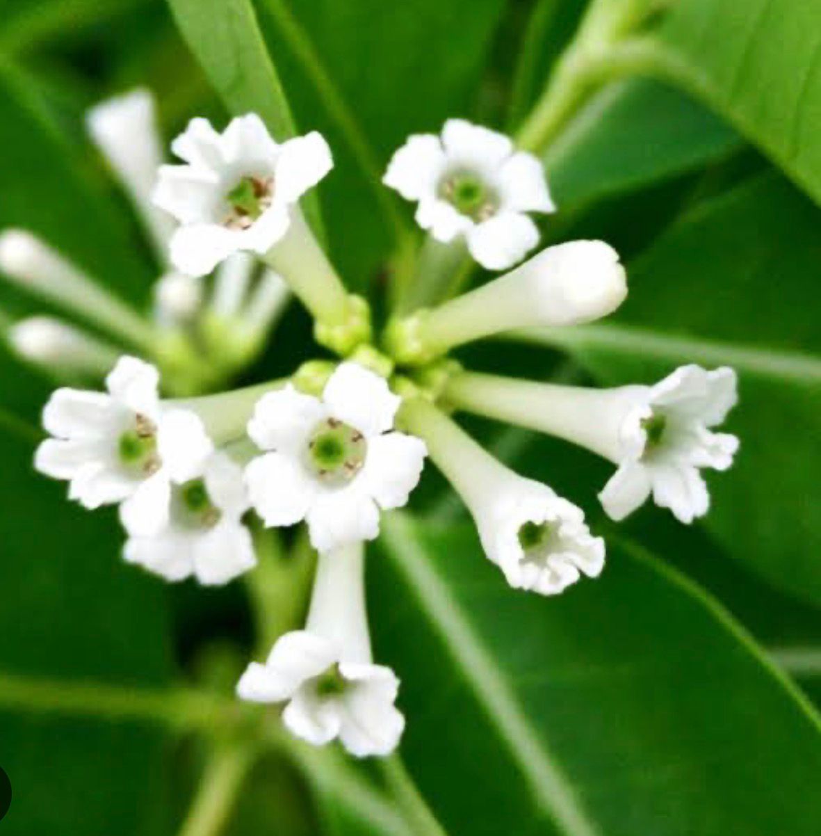 Bees Plant Hub Day Queen Jasmine White / Din ka Raja (Cestrum diurnum) Flowering Live Plant