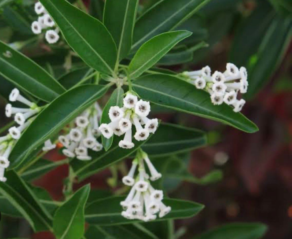 Bees Plant Hub Day Queen Jasmine White / Din ka Raja (Cestrum diurnum) Flowering Live Plant