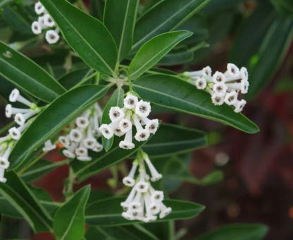 Bees Plant Hub Day Queen Jasmine White / Din ka Raja (Cestrum diurnum) Flowering Live Plant
