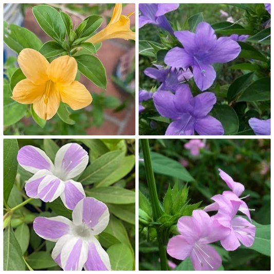 Bees Plant Hub December Flowering Plants Combo