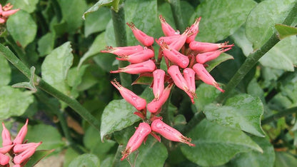 Bees Plant Hub Devil's Backbone (Euphorbia tithymaloides) Green Leaves Flowering Live Plant