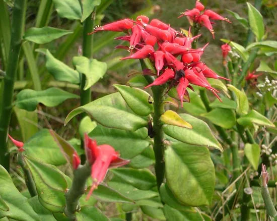 Bees Plant Hub Devil's Backbone (Euphorbia tithymaloides) Green Leaves Flowering Live Plant