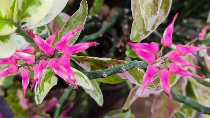 Bees Plant Hub Devil's Backbone (Euphorbia tithymaloides) Variegated Leaves Flowering Live Plant