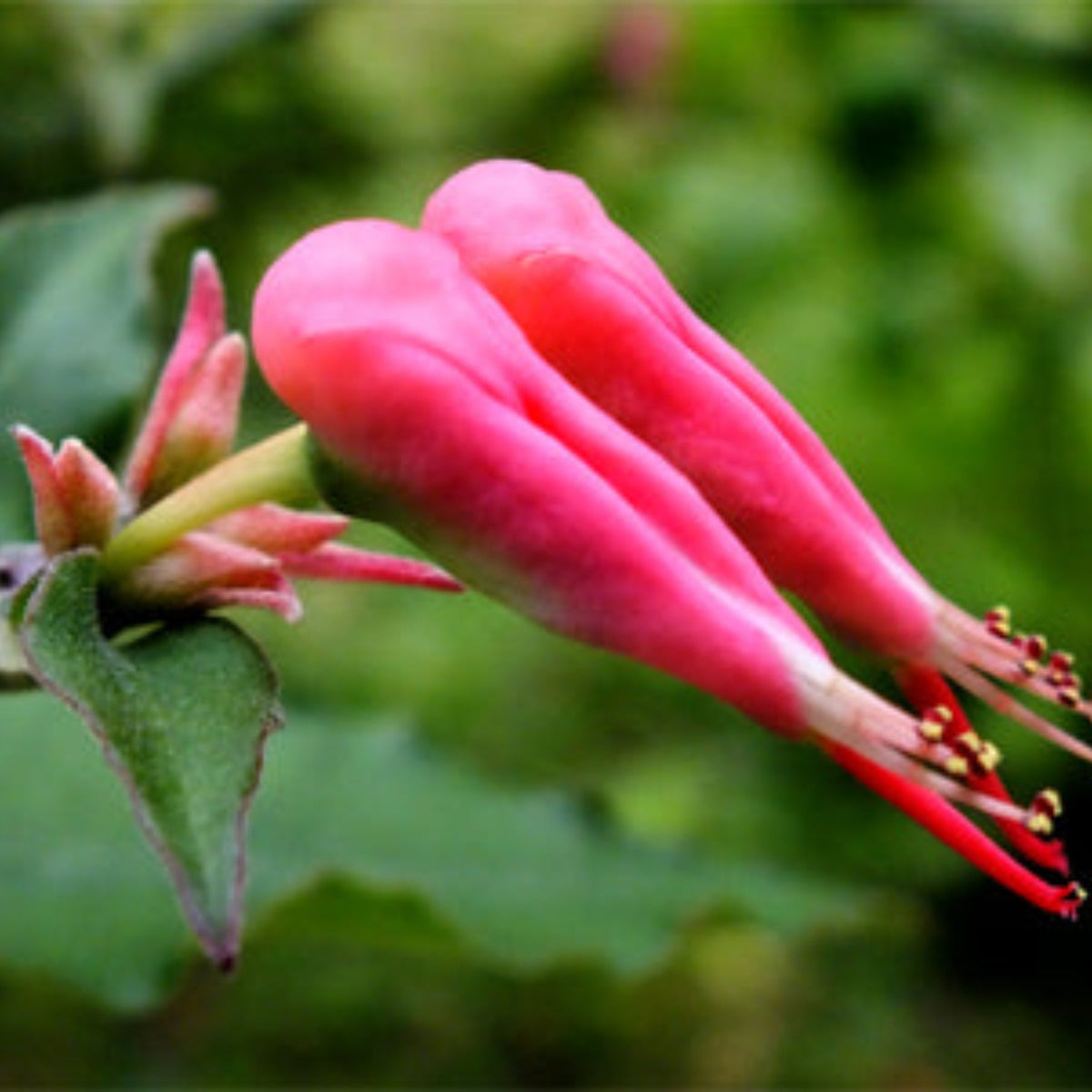Bees Plant Hub Devil's Backbone (Euphorbia tithymaloides) Green Leaves Flowering Live Plant