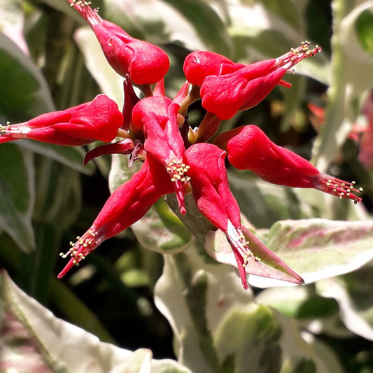 Bees Plant Hub Devil's Backbone (Euphorbia tithymaloides) Variegated Leaves Flowering Live Plant
