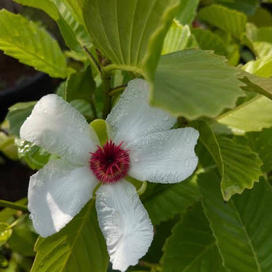 Bees Plant Hub Dillenia Philippinensis / Katmon Flowering Plant