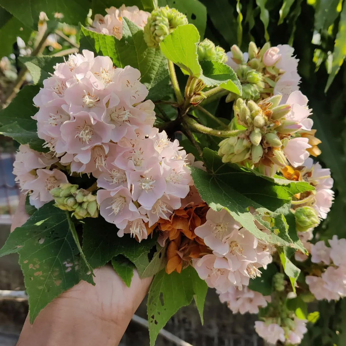Bees Plant Hub Dombeya Baby Pink (Dombeya Spectabilis) Rare Flowering Live Plant
