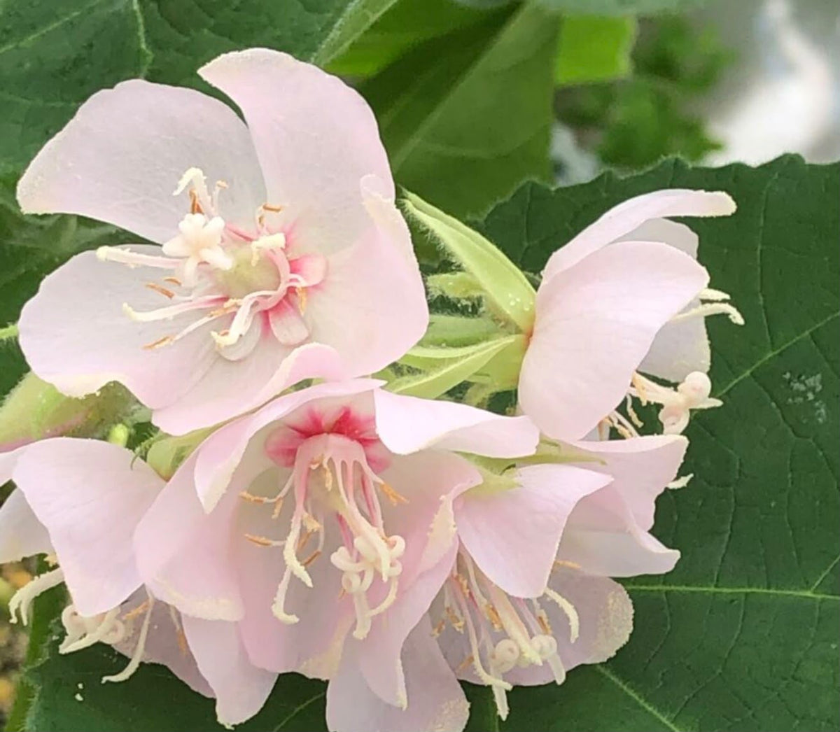 Bees Plant Hub Dombeya Baby Pink (Dombeya Spectabilis) Rare Flowering Live Plant