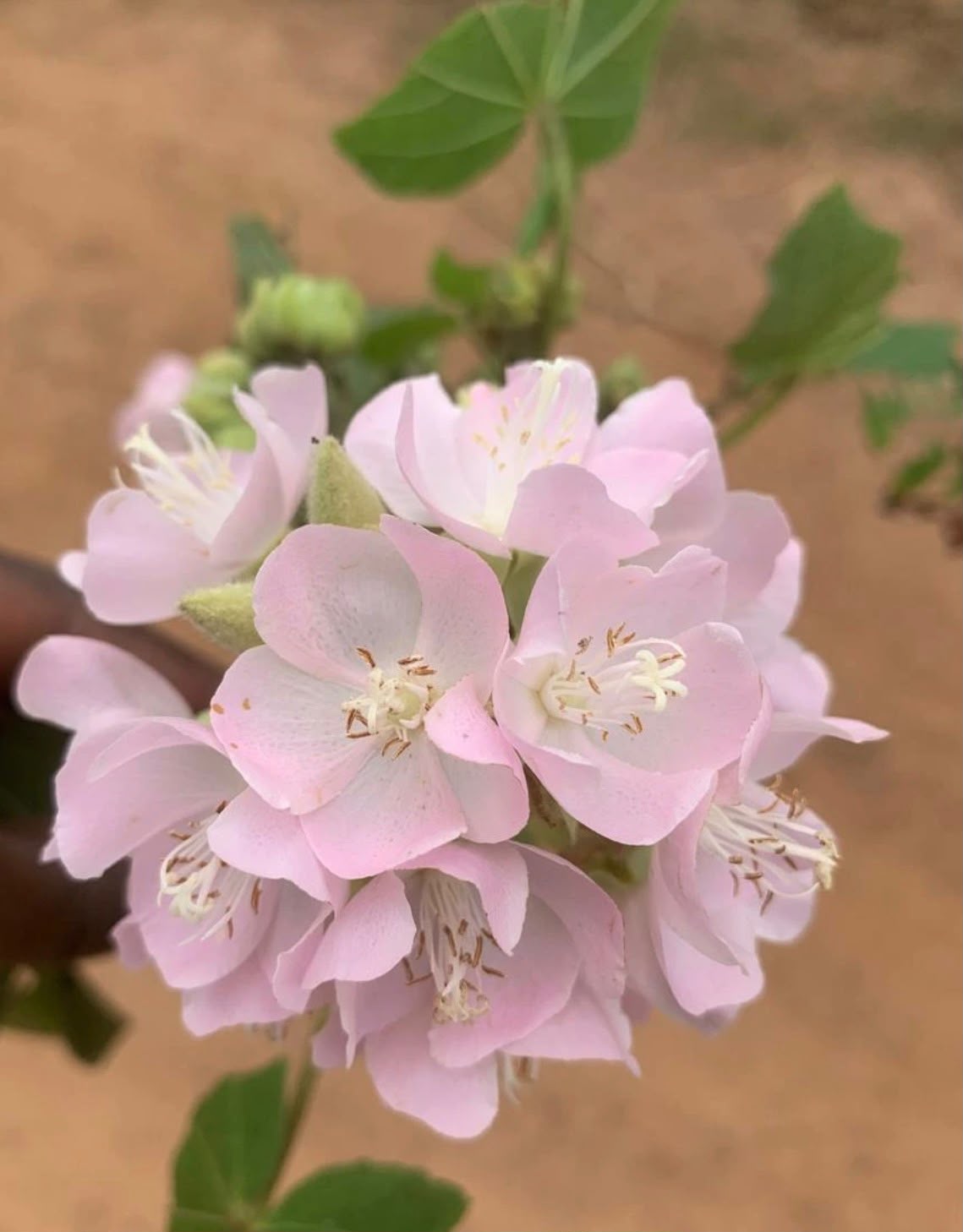 Bees Plant Hub Dombeya Baby Pink (Dombeya Spectabilis) Rare Flowering Live Plant