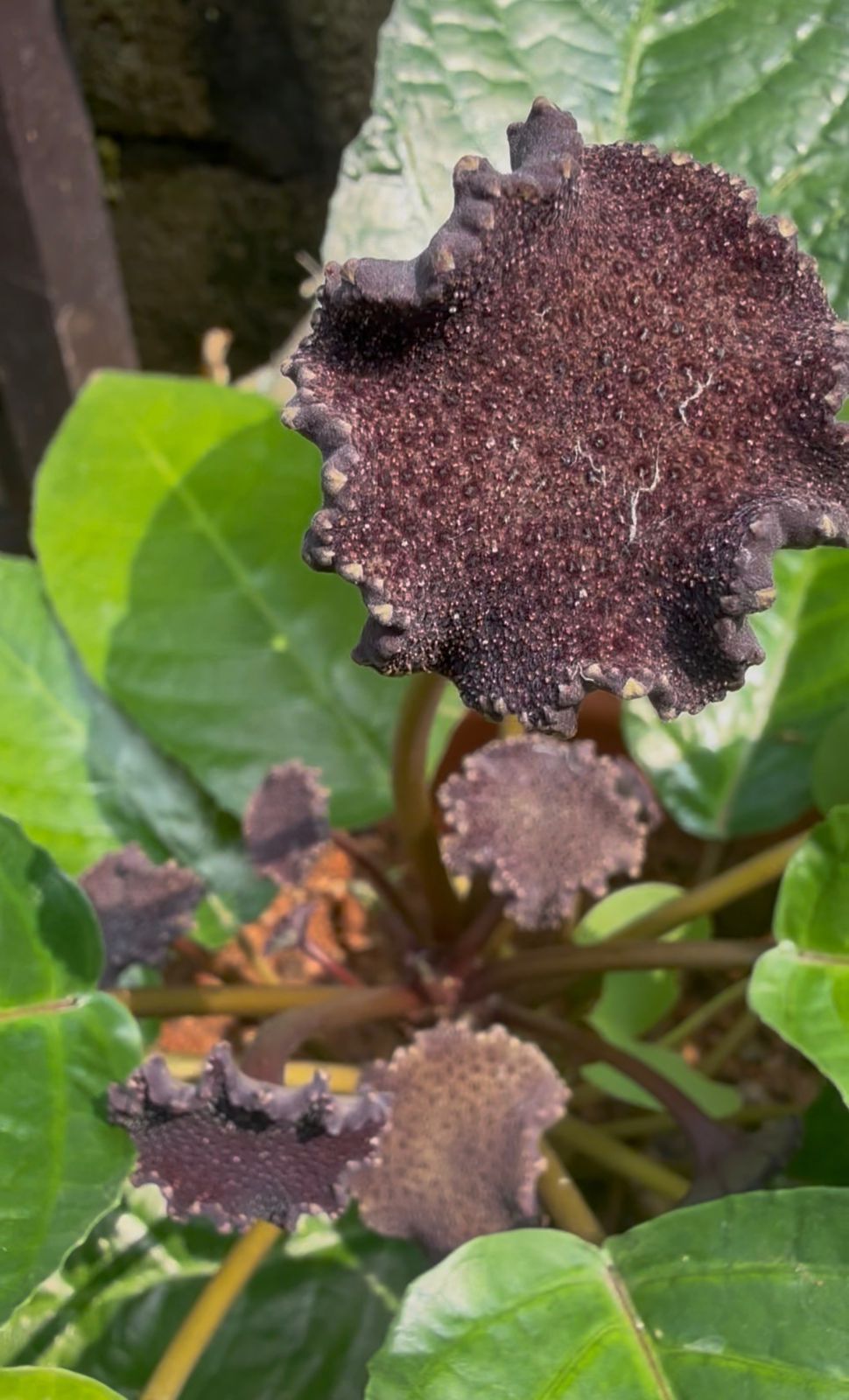 Bees Plant Hub Dorstenia Bahiensis /Mattress button  Flowering Plant