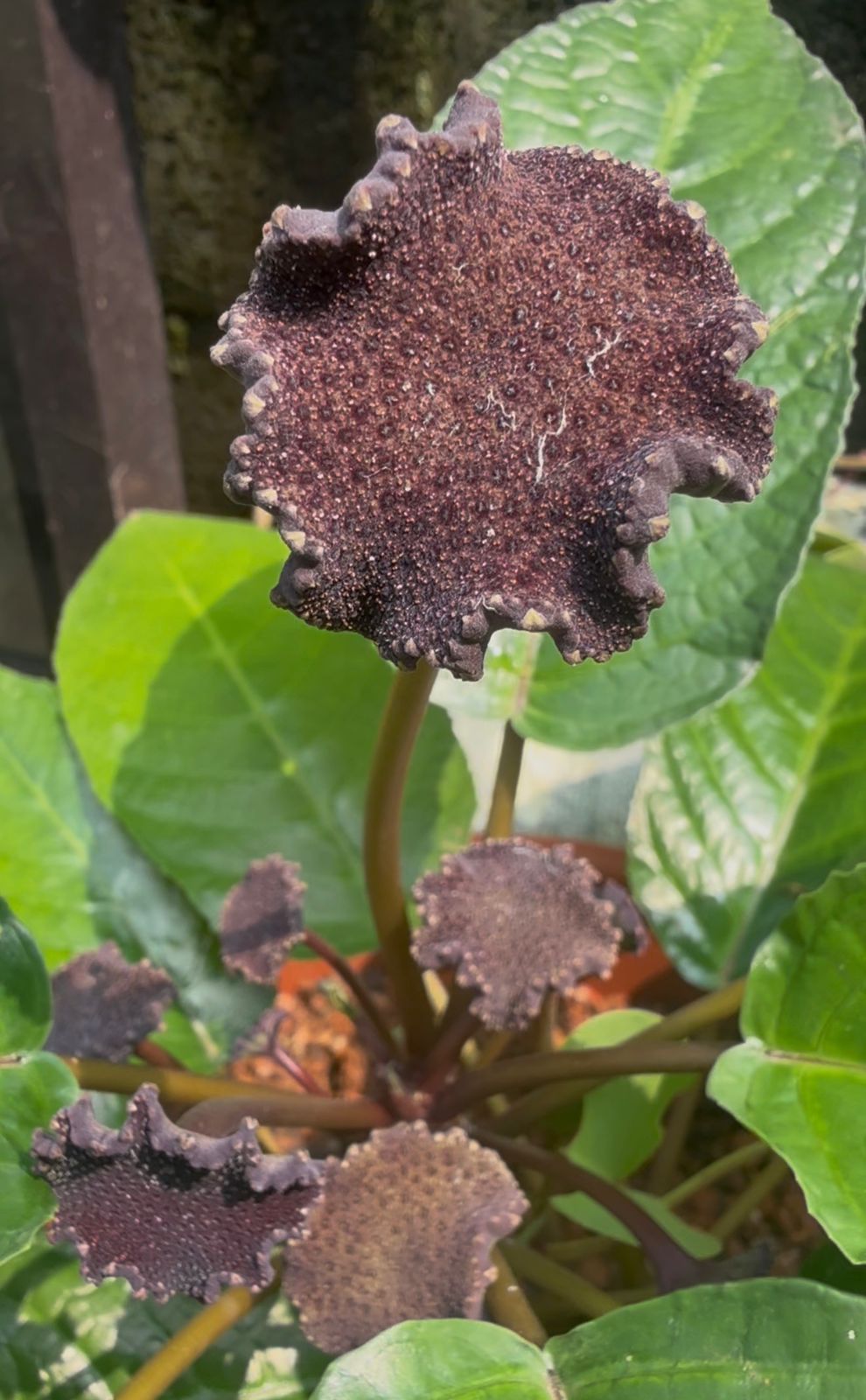 Bees Plant Hub Dorstenia Bahiensis /Mattress button  Flowering Plant