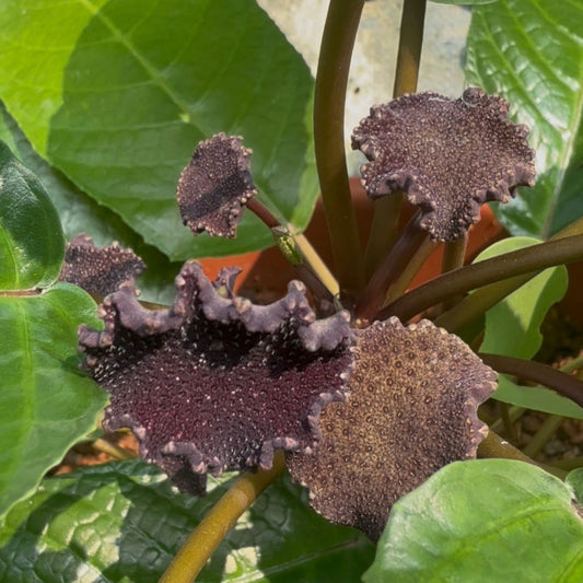 Bees Plant Hub Dorstenia Bahiensis /Mattress button  Flowering Plant