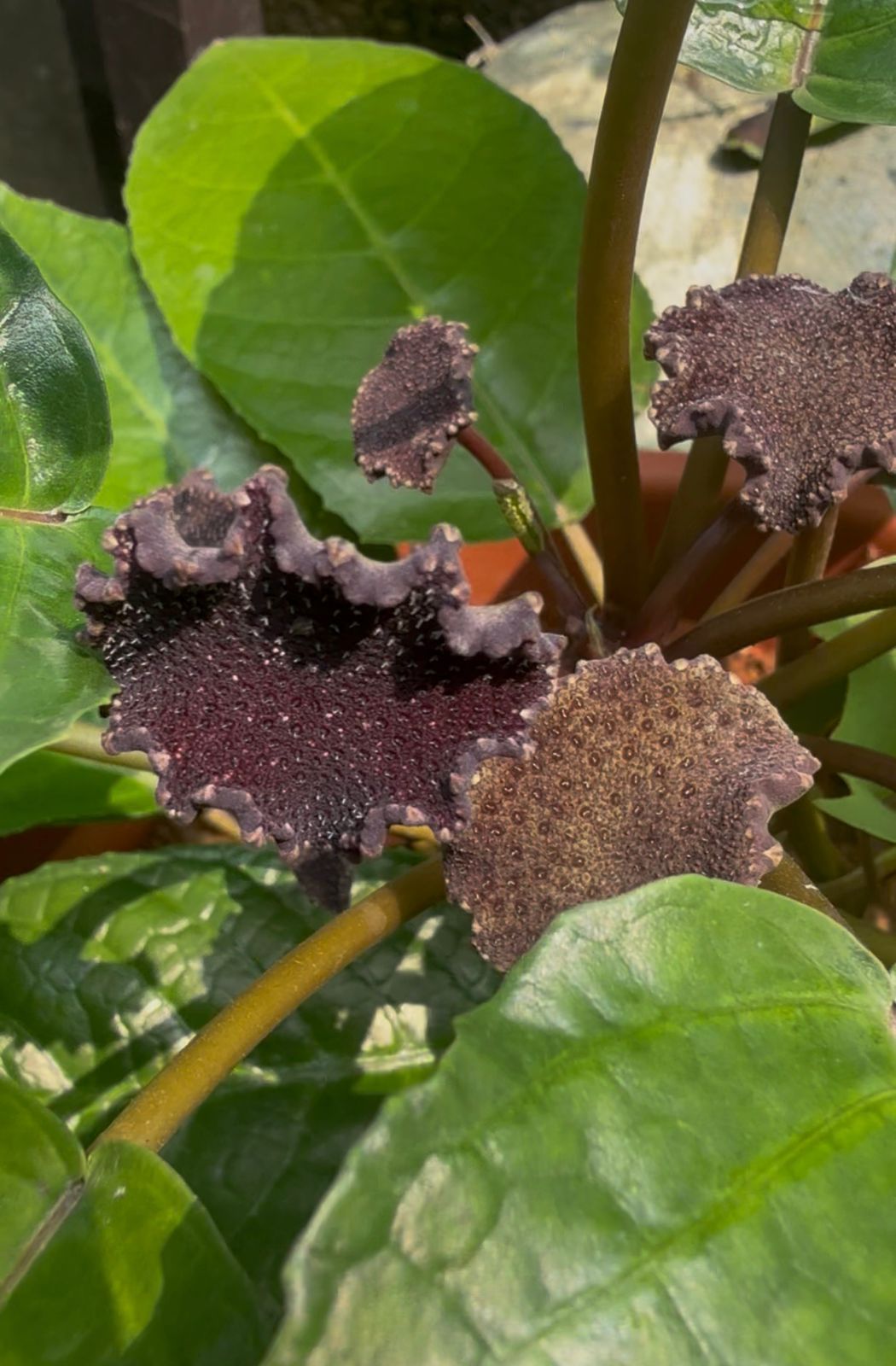 Bees Plant Hub Dorstenia Bahiensis /Mattress button  Flowering Plant