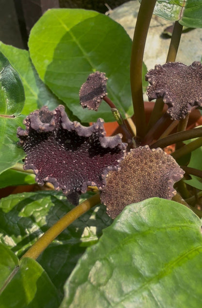 Bees Plant Hub Dorstenia Bahiensis /Mattress button  Flowering Plant