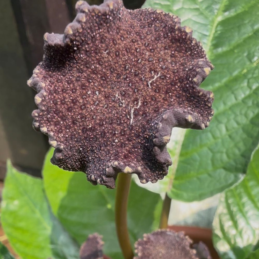 Bees Plant Hub Dorstenia Bahiensis /Mattress button  Flowering Plant