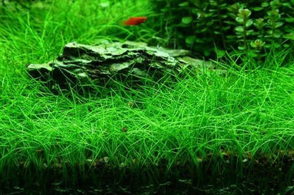 Bees Plant Hub Dwarf Hair Grass Tissue Culture Cup (Eleocharis Parvula) Aquarium Live Plant