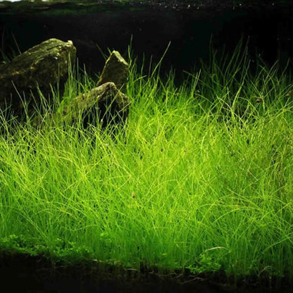Bees Plant Hub Dwarf Hair Grass Tissue Culture Cup (Eleocharis Parvula) Aquarium Live Plant