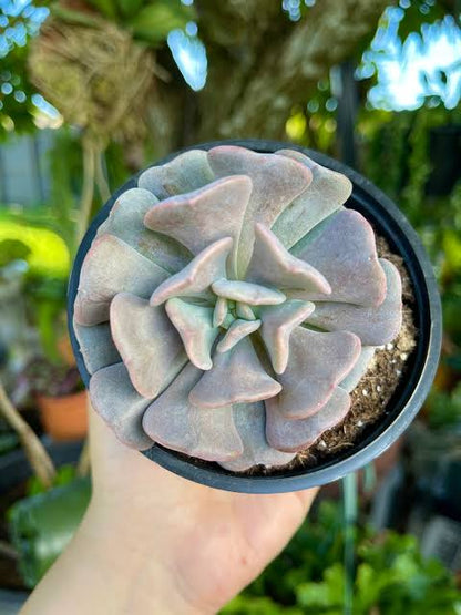 Bees Plant Hub Echeveria 'Cubic Frost' Succulent Live Plant