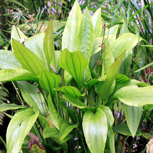 Bees Plant Hub Echinodorus Argentine Aquarium Live Plant