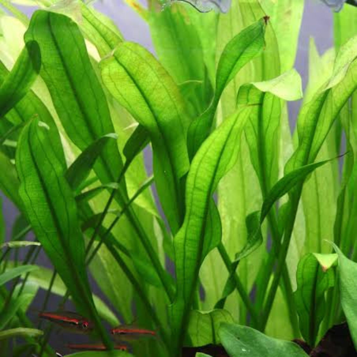 Bees Plant Hub Echinodorus Wild Grass Aquarium Live Plant
