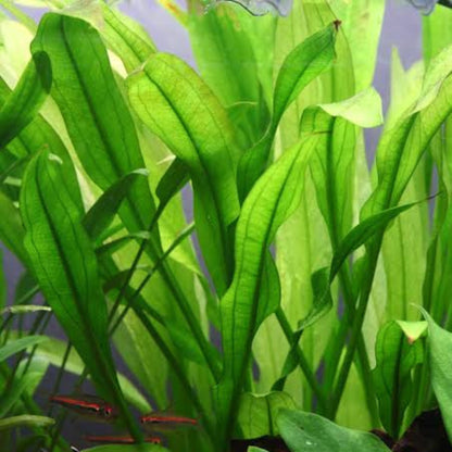 Bees Plant Hub Echinodorus Wild Grass Aquarium Live Plant
