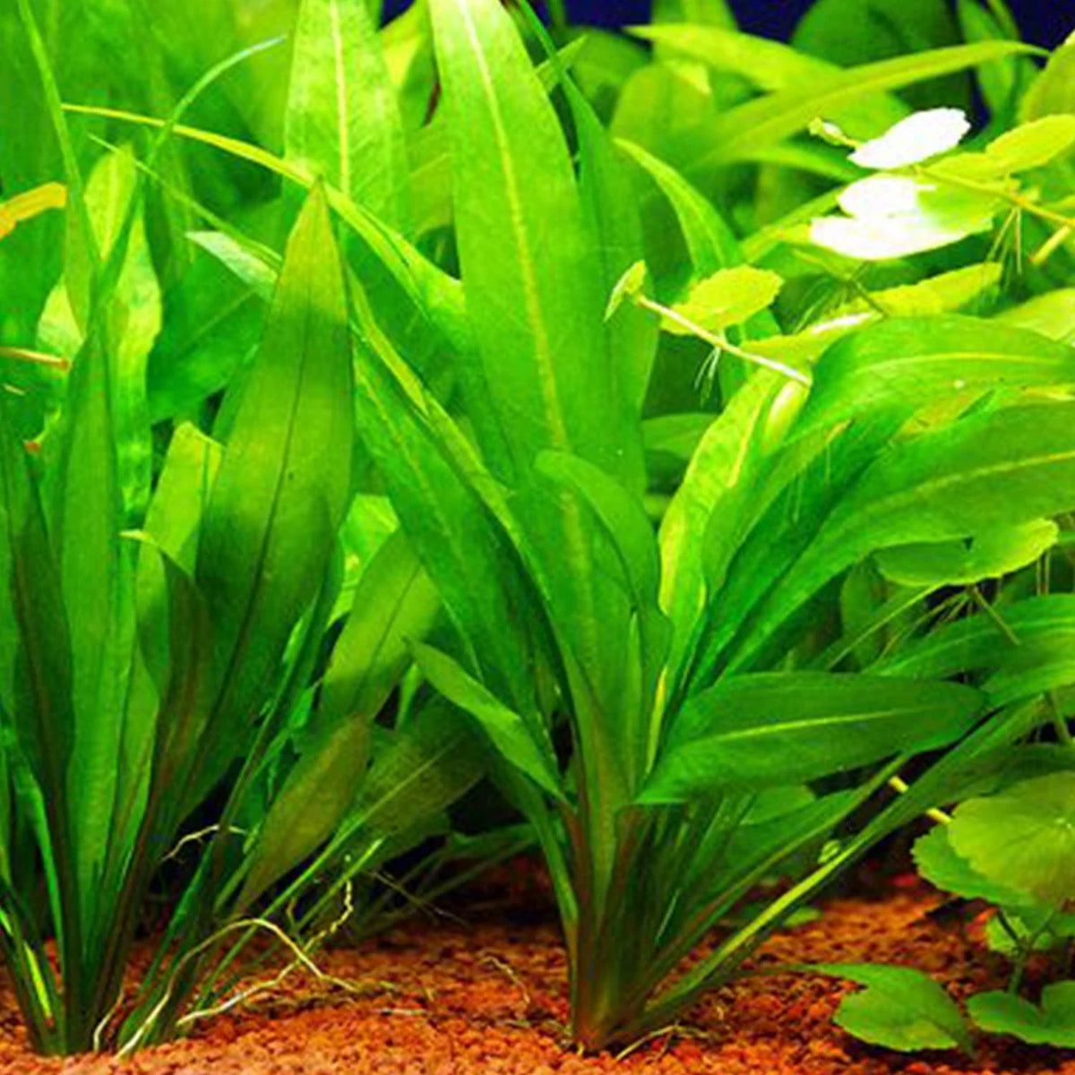 Bees Plant Hub Echinodorus Wild Grass Aquarium Live Plant