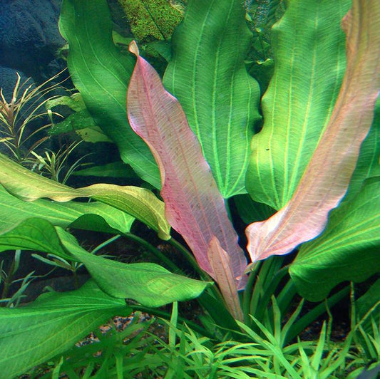Bees Plant Hub Echinodorus Rose Aquarium Live Plant