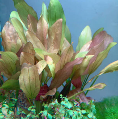 Bees Plant Hub Echinodorus Rose Aquarium Live Plant