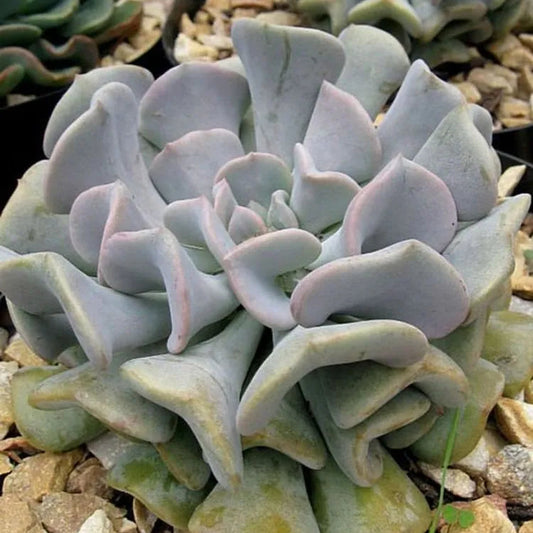 Bees Plant Hub Echeveria 'Cubic Frost' Succulent Live Plant