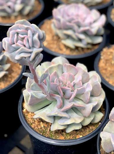 Bees Plant Hub Echeveria 'Cubic Frost' Succulent Live Plant