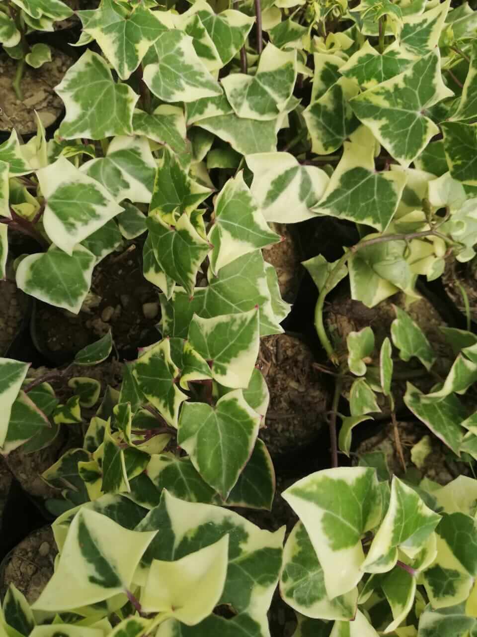 Bees Plant Hub English Ivy Variegated (Hedera helix Variegata) Indoor Live Plant