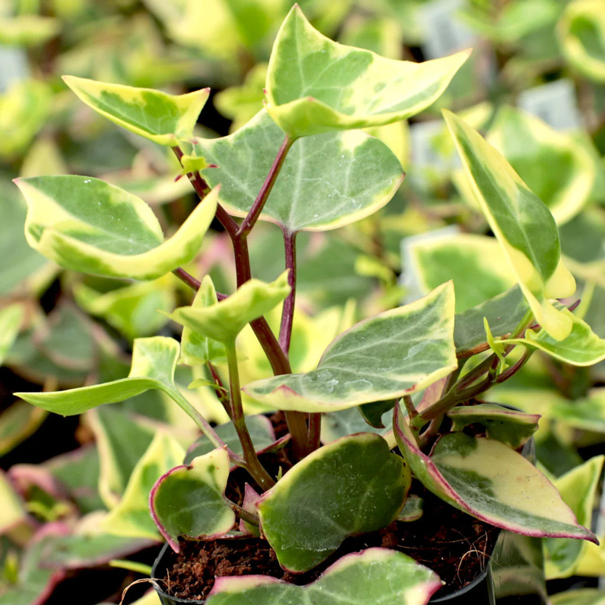 Bees Plant Hub English Ivy Variegated (Hedera helix Variegata) Indoor Live Plant