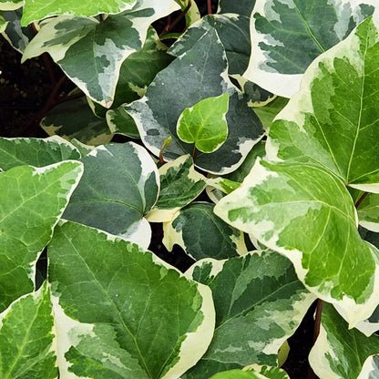 Bees Plant Hub English Ivy Variegated (Hedera helix Variegata) Indoor Live Plant