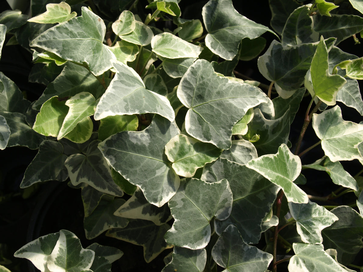 Bees Plant Hub English Ivy Variegated (Hedera helix Variegata) Indoor Live Plant