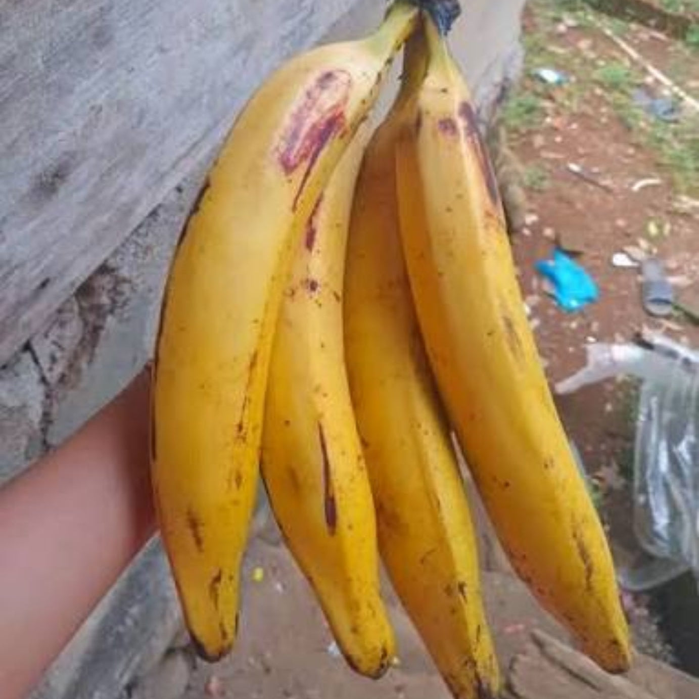 Bees Plant Hub Ethan Banana Live Plant