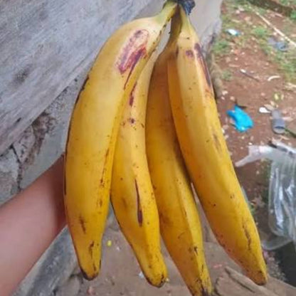 Bees Plant Hub Ethan Banana Live Plant