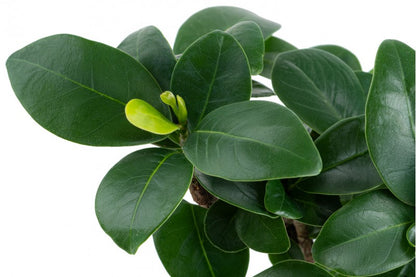 Bees Plant Hub Ficus microcarpa | Indoor Plant