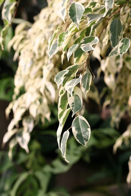 Bees Plant Hub Ficus Benjamina Variegated (Weeping Fig / Ficus Benji) Live Plant