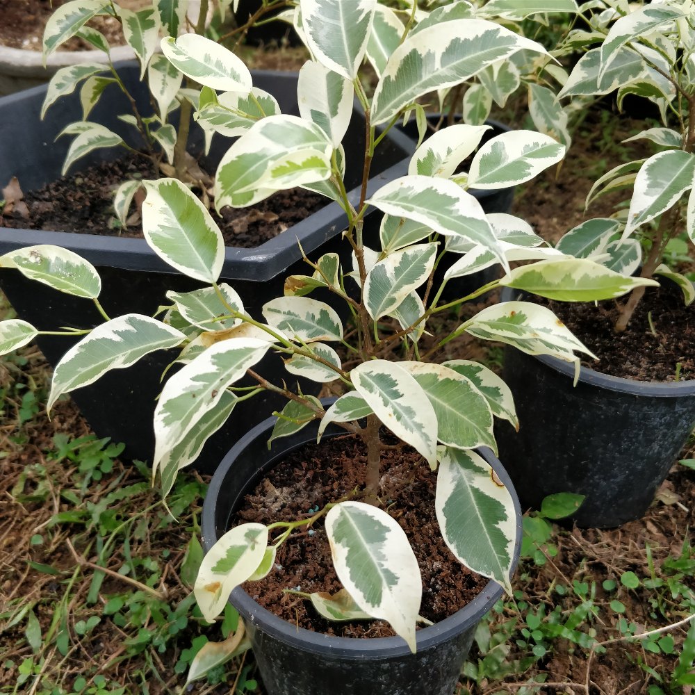 Bees Plant Hub Ficus Benjamina Variegated (Weeping Fig / Ficus Benji) Live Plant