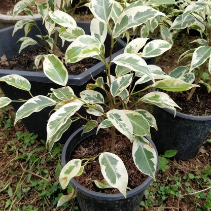 Bees Plant Hub Ficus Benjamina Variegated (Weeping Fig / Ficus Benji) Live Plant