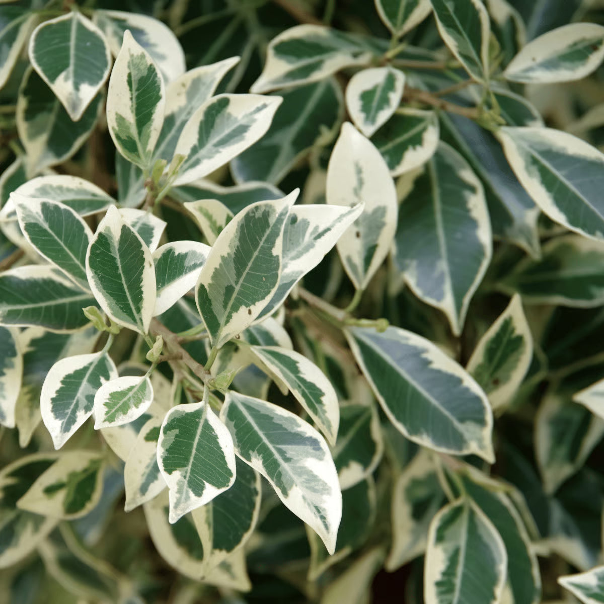 Bees Plant Hub Ficus Benjamina Variegated (Weeping Fig / Ficus Benji) Live Plant